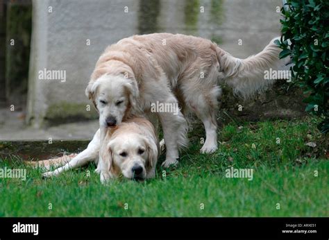 Paarung beim Hund